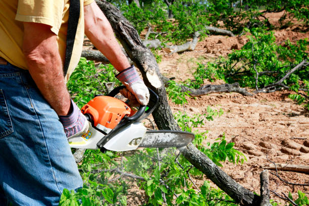 How Our Tree Care Process Works  in  Dover, TN